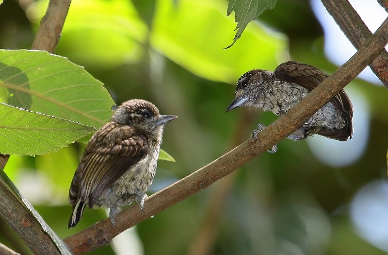Scaled Piculet - ML205448311