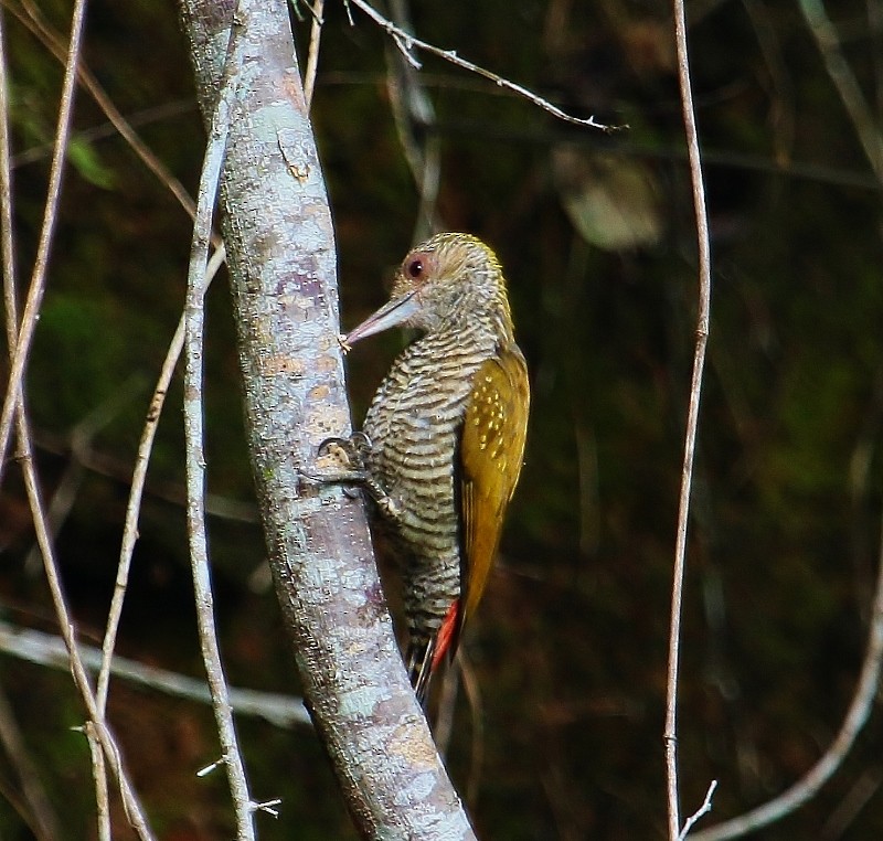 Red-rumped Woodpecker - Margareta Wieser