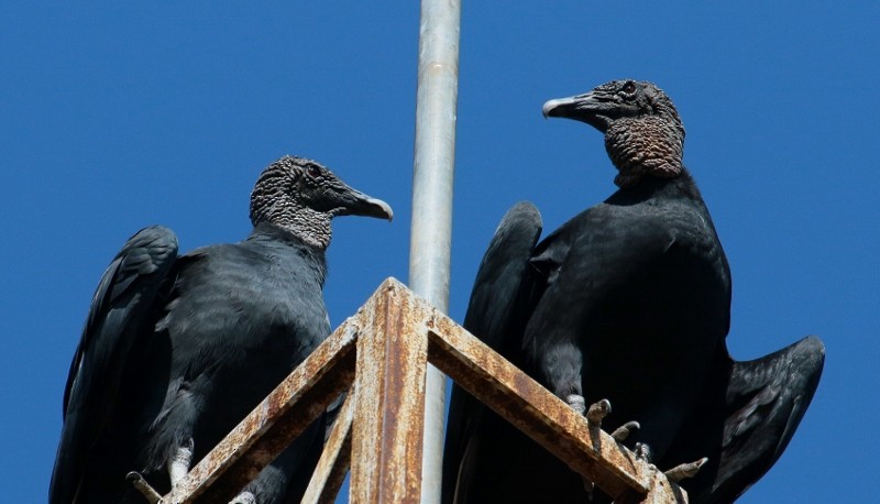 Black Vulture - Margareta Wieser