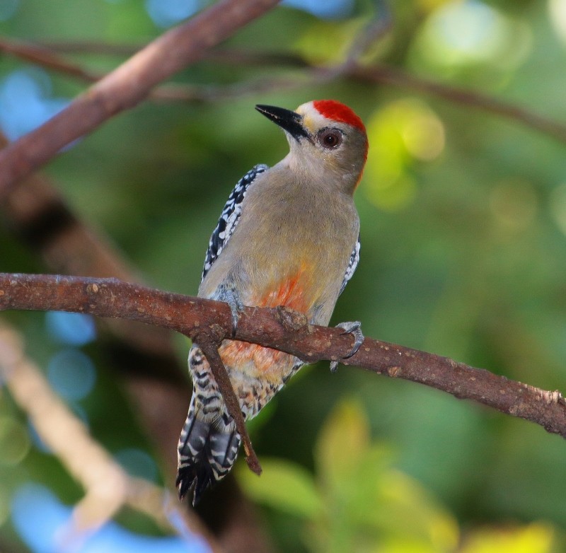 Red-crowned Woodpecker - Margareta Wieser