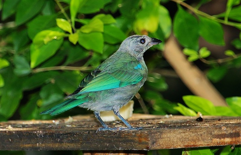 Glaucous Tanager - ML205449191