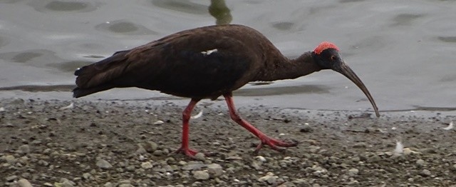 Red-naped Ibis - shantilal  Varu