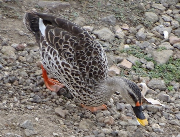Indian Spot-billed Duck - shantilal  Varu