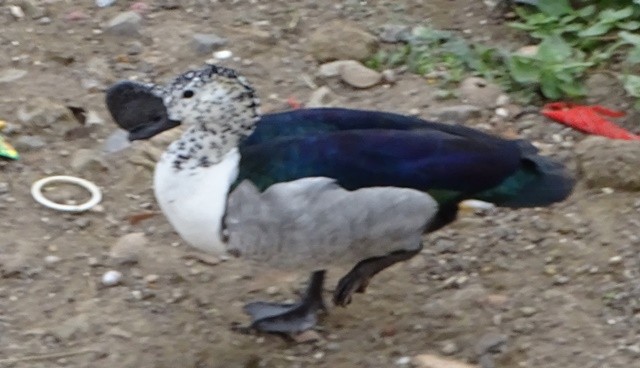 Knob-billed Duck - shantilal  Varu