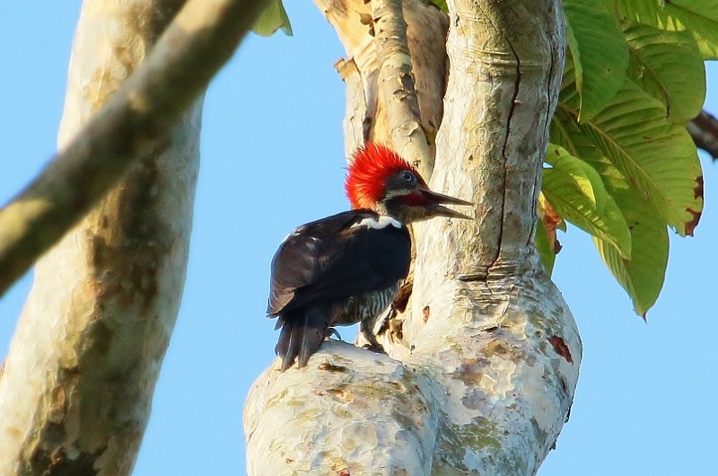 Lineated Woodpecker (Lineated) - Margareta Wieser