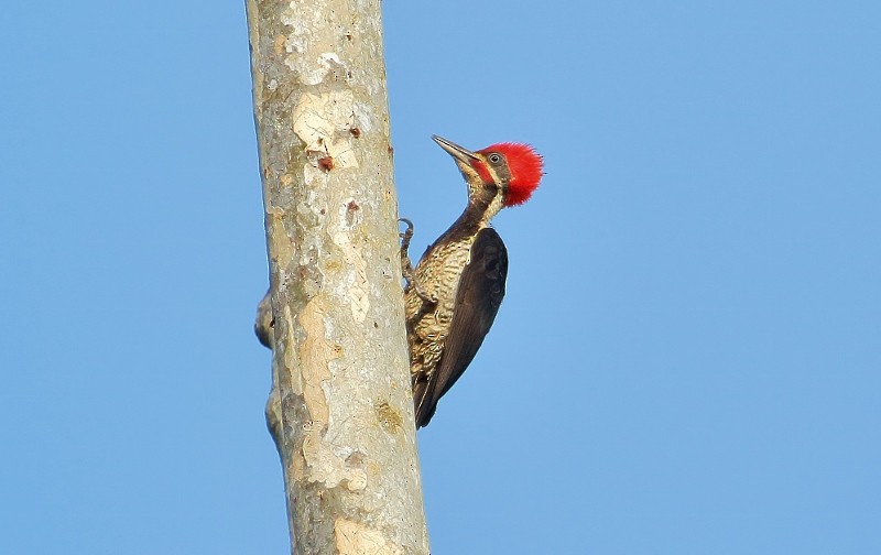 Lineated Woodpecker (Lineated) - Margareta Wieser