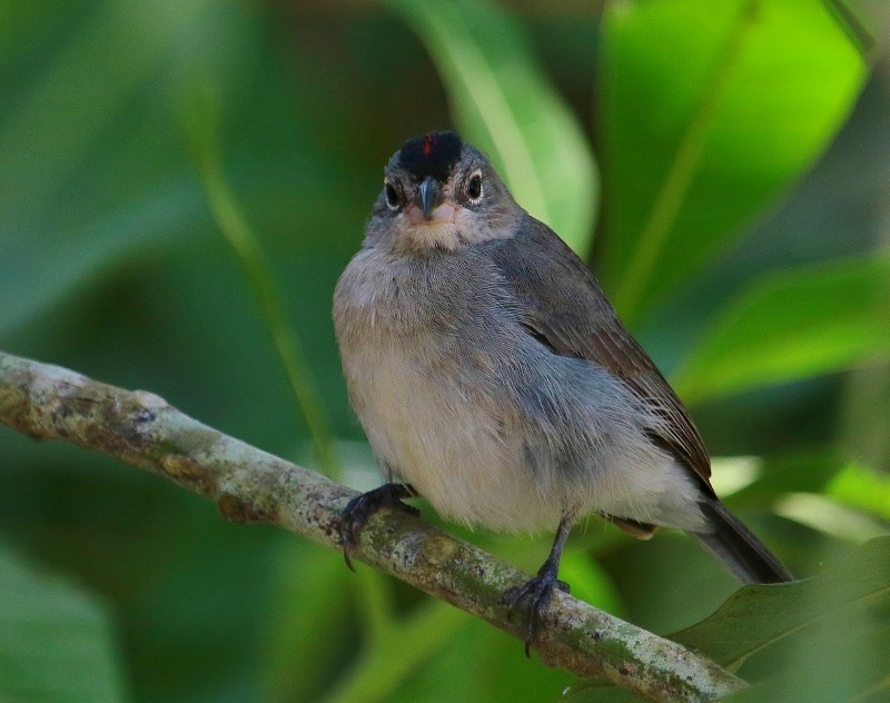 Pileated Finch - ML205451381