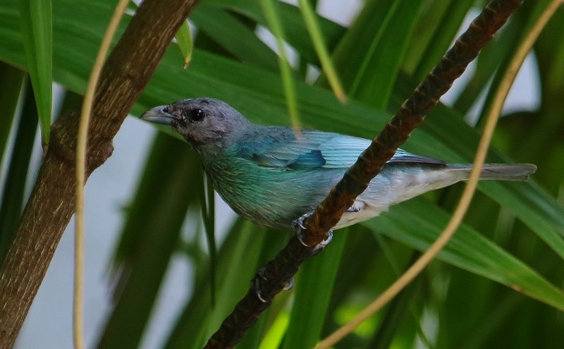 Glaucous Tanager - ML205451451