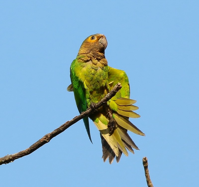 Brown-throated Parakeet - ML205451621