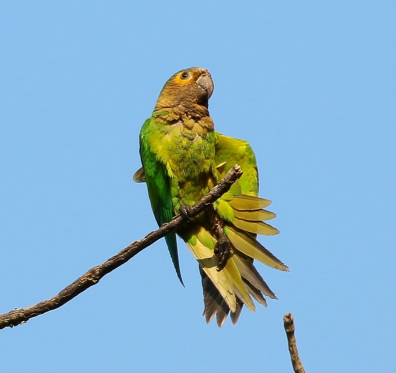 Brown-throated Parakeet - Margareta Wieser