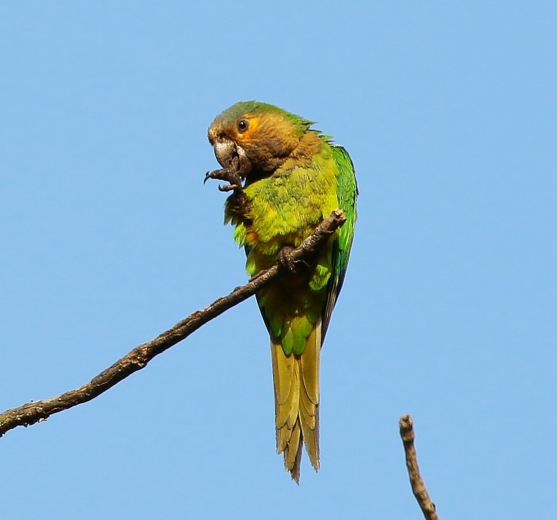 Brown-throated Parakeet - Margareta Wieser