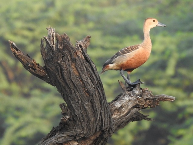 Lesser Whistling-Duck - shantilal  Varu