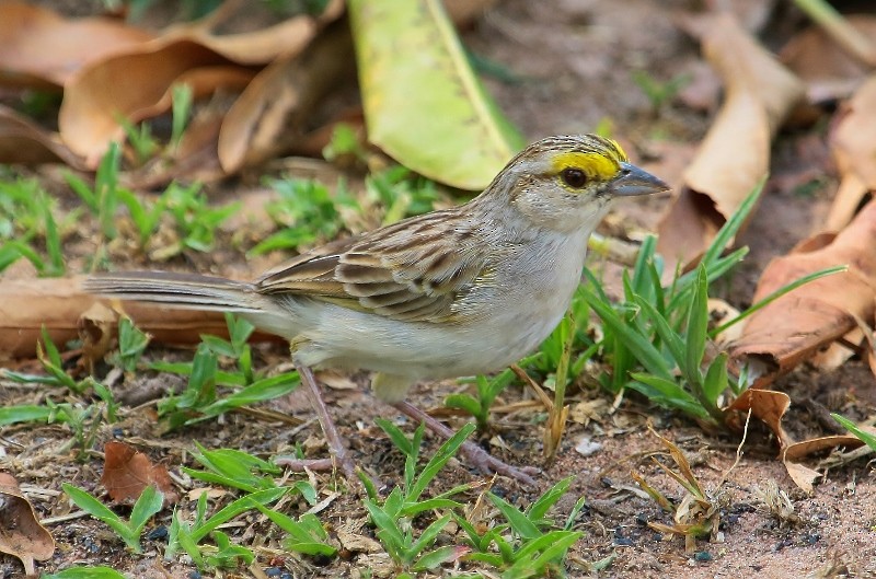 Yellow-browed Sparrow - Margareta Wieser