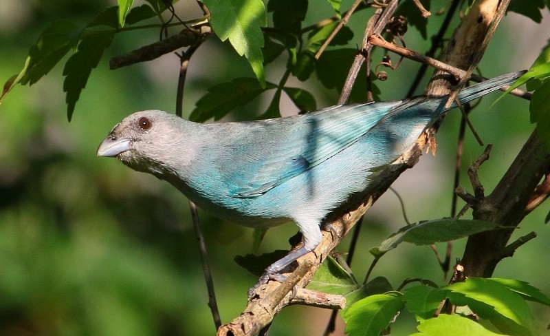 Glaucous Tanager - ML205453691