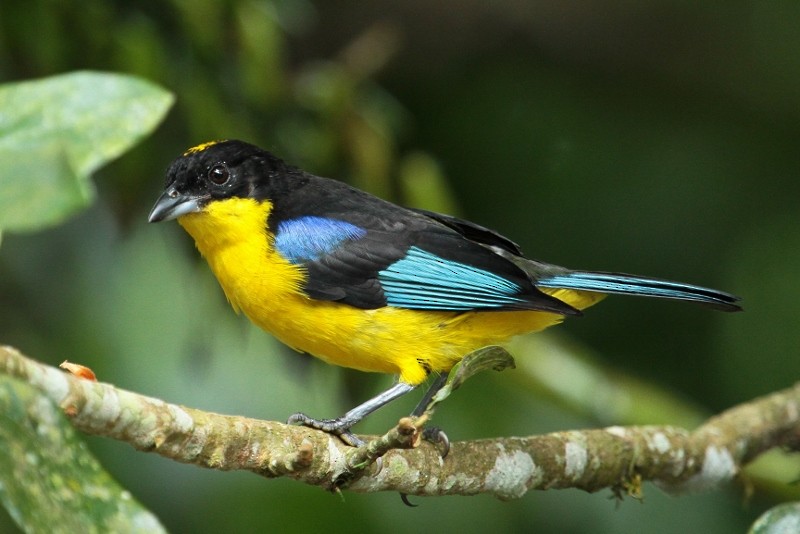 Blue-winged Mountain Tanager (Blue-winged) - ML205453961