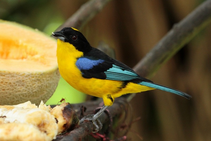 Blue-winged Mountain Tanager (Blue-winged) - ML205453981