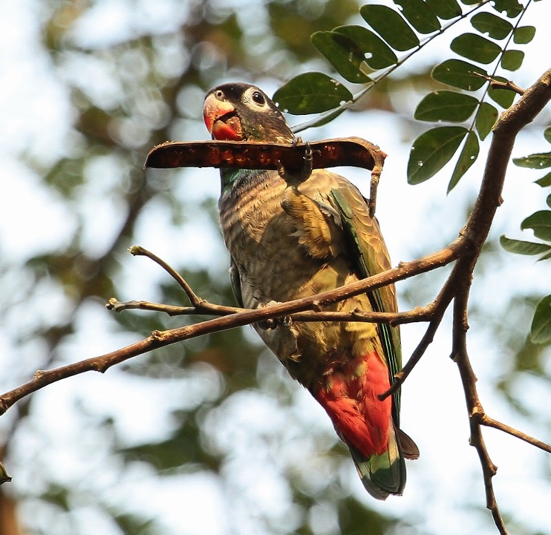 Red-billed Parrot - ML205454081