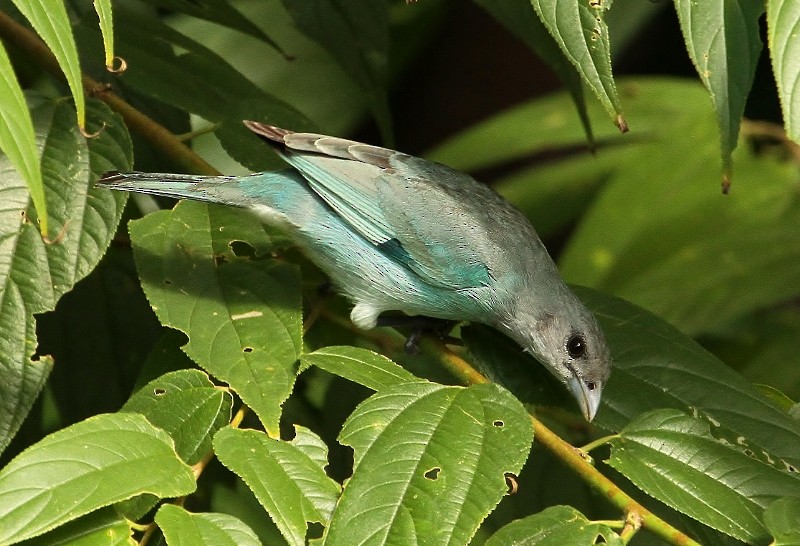 Glaucous Tanager - ML205454171