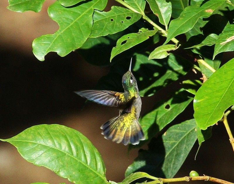 Violet-headed Hummingbird - ML205454581