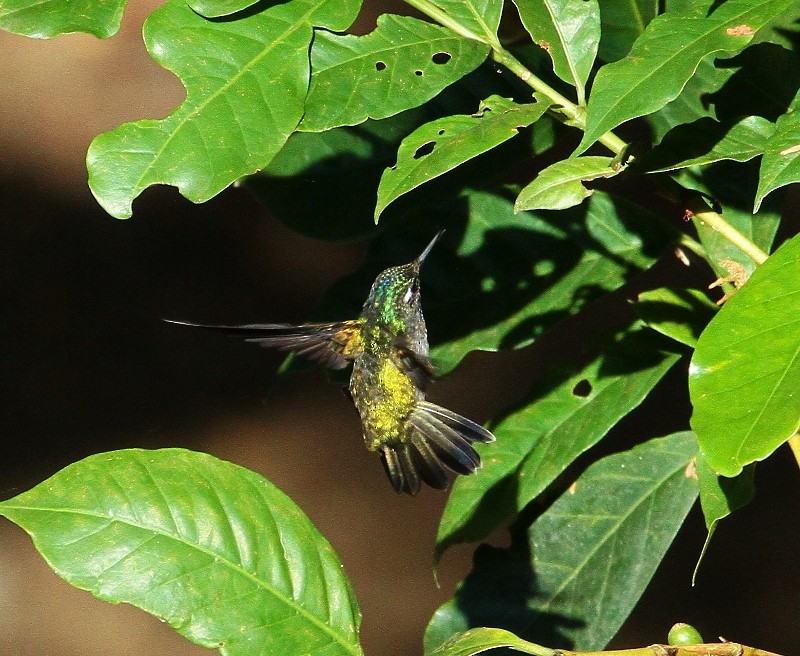 Violet-headed Hummingbird - ML205454591
