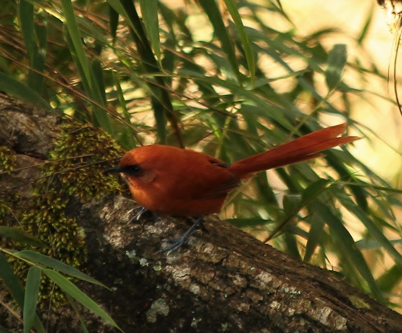 Black-throated Spinetail - ML205454641
