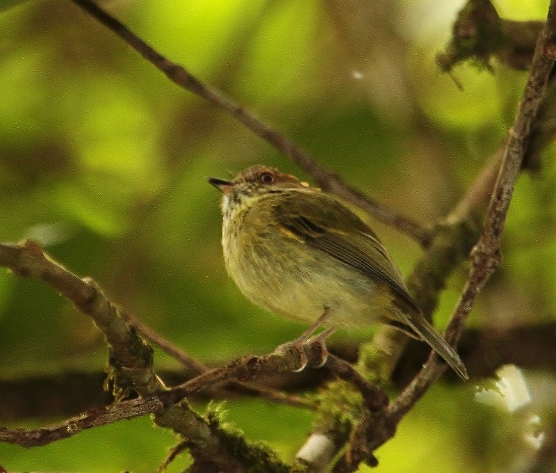 Scale-crested Pygmy-Tyrant - ML205454661