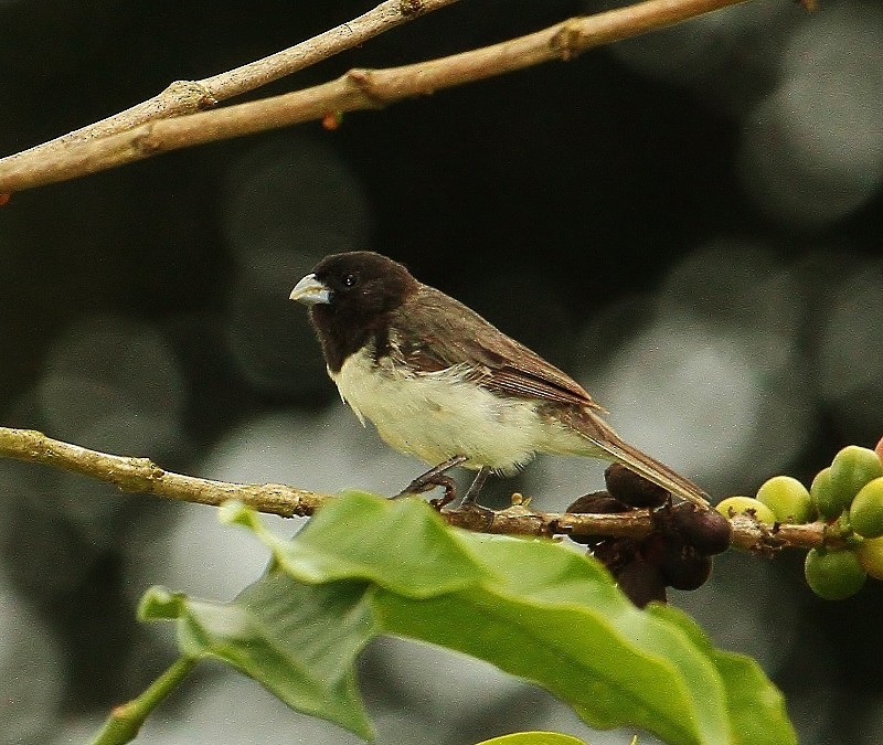Yellow-bellied Seedeater - ML205454691