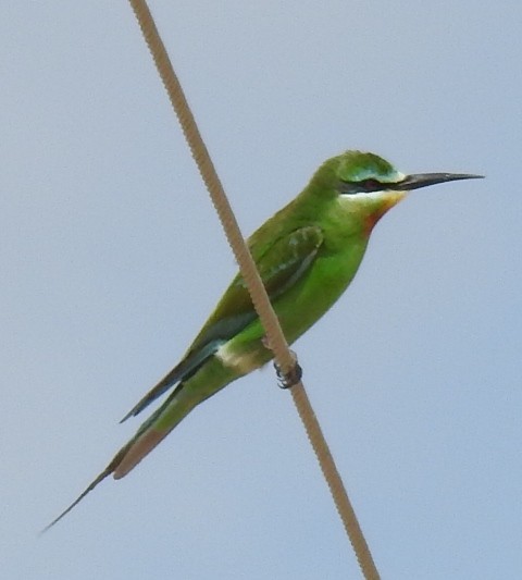 Blue-cheeked Bee-eater - ML205455641
