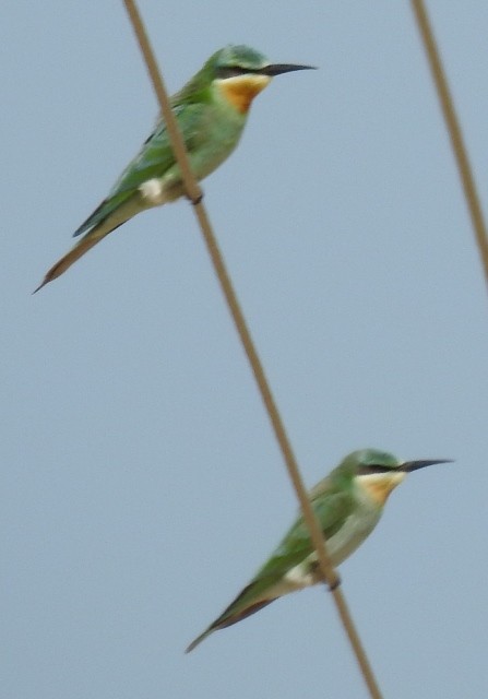 Blue-cheeked Bee-eater - ML205455661