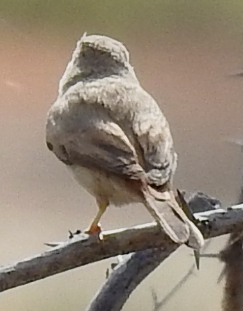 Asian Desert Warbler - shantilal  Varu