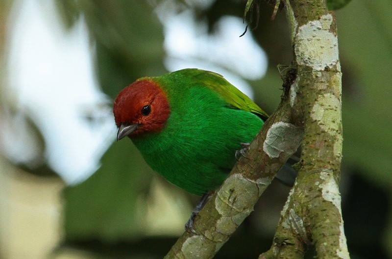 Bay-headed Tanager - ML205456041