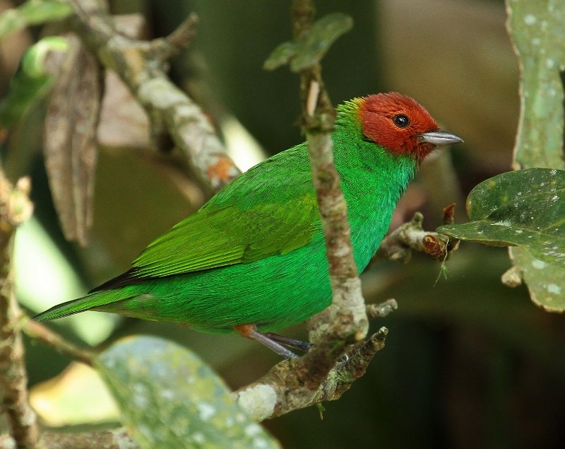 Bay-headed Tanager - ML205456051
