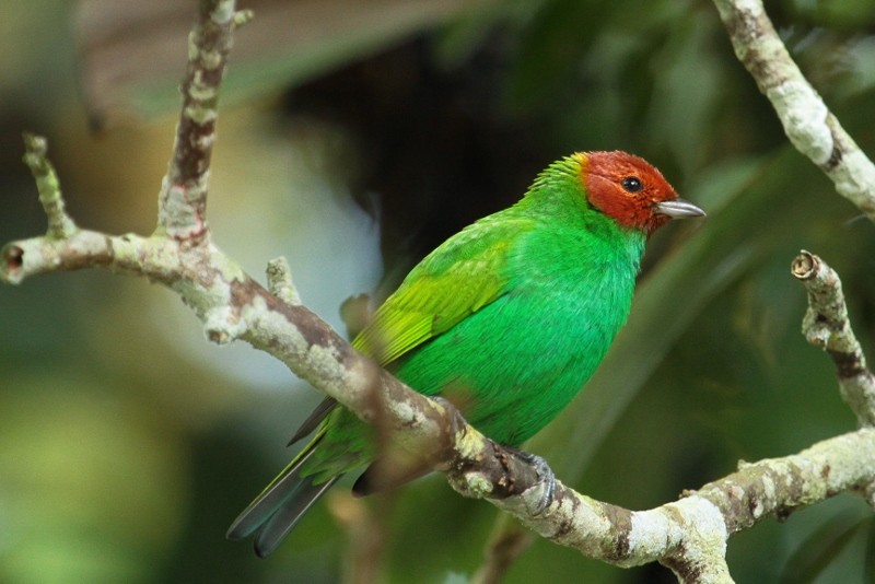 Bay-headed Tanager - ML205456061
