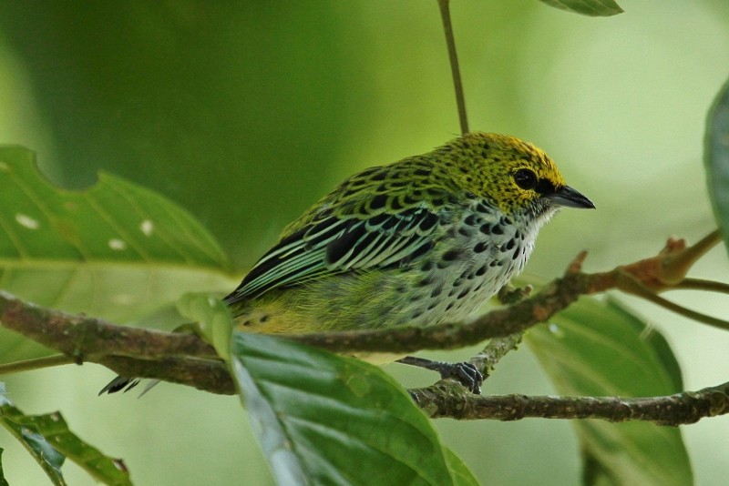 Speckled Tanager - ML205456071