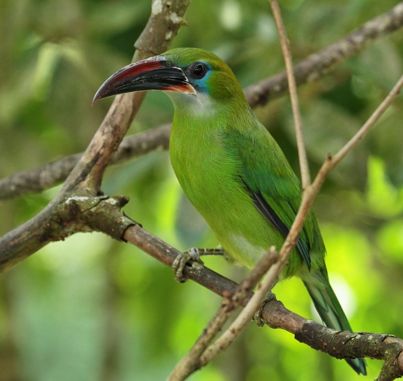 Groove-billed Toucanet (Groove-billed) - ML205456111
