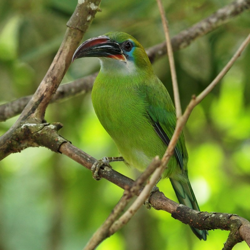 Groove-billed Toucanet (Groove-billed) - ML205456121