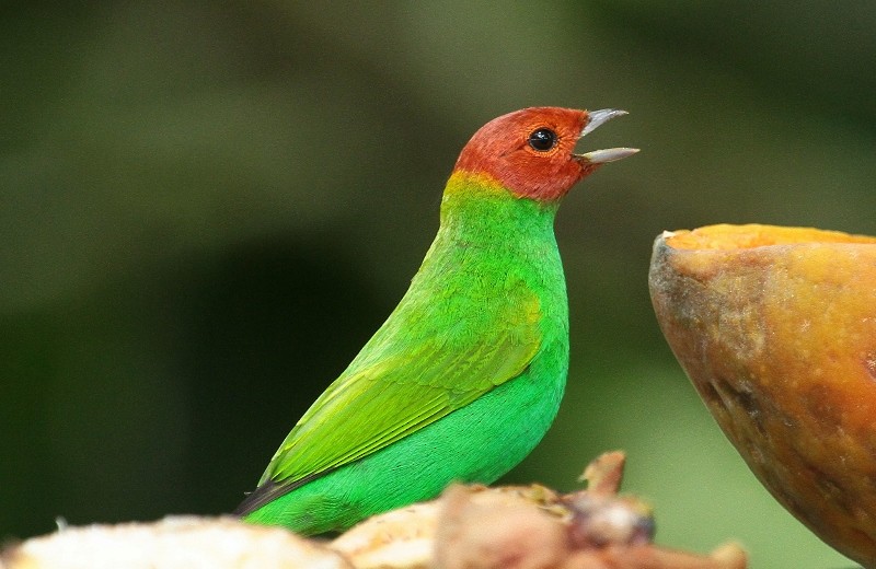 Bay-headed Tanager - ML205456161