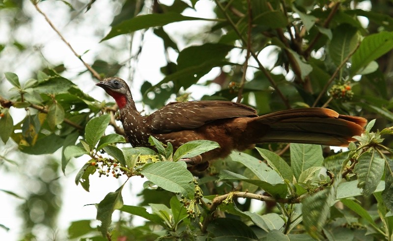 Band-tailed Guan - Margareta Wieser