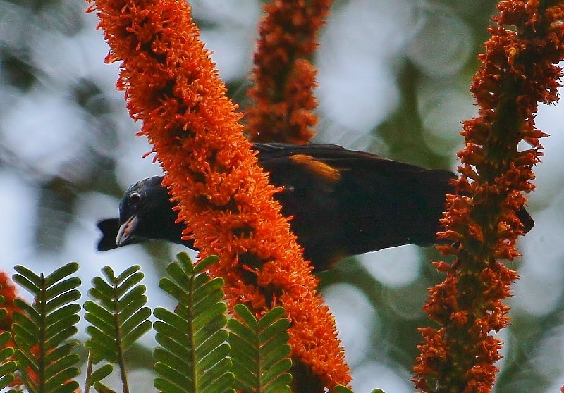 Fulvous-crested Tanager - Margareta Wieser