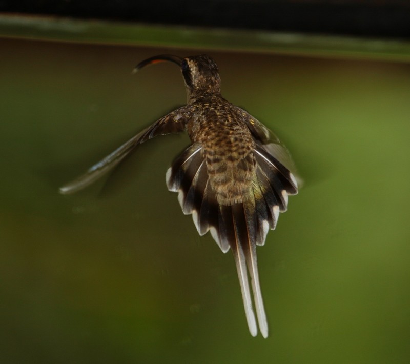Long-tailed Hermit - ML205456531