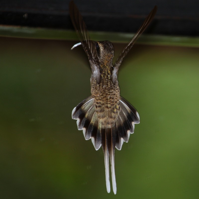Long-tailed Hermit - ML205456541