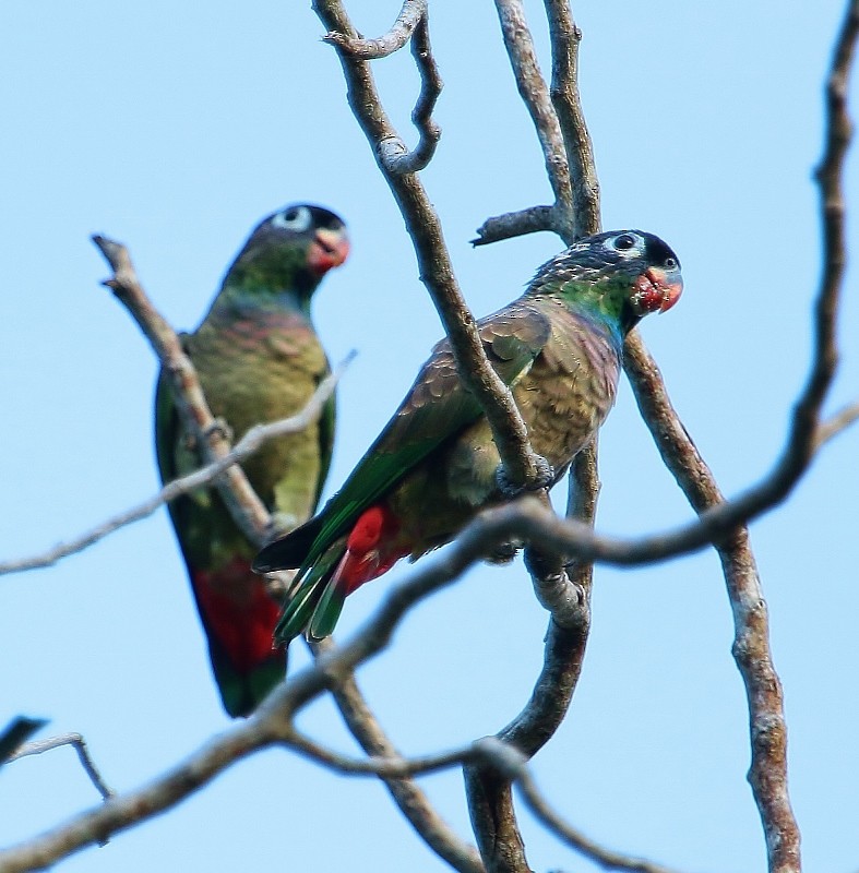 Red-billed Parrot - ML205456551