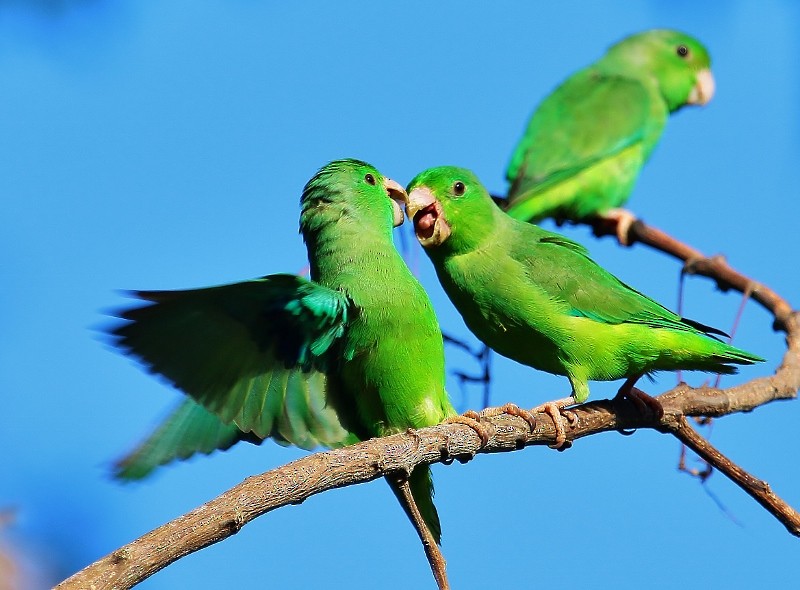 Зелёный воробьиный попугайчик - ML205456731