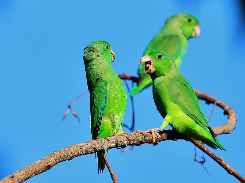 Yeşil Sokumlu Serçe Papağanı - ML205456741