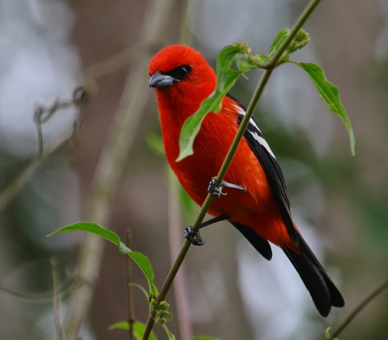 White-winged Tanager - ML205456811