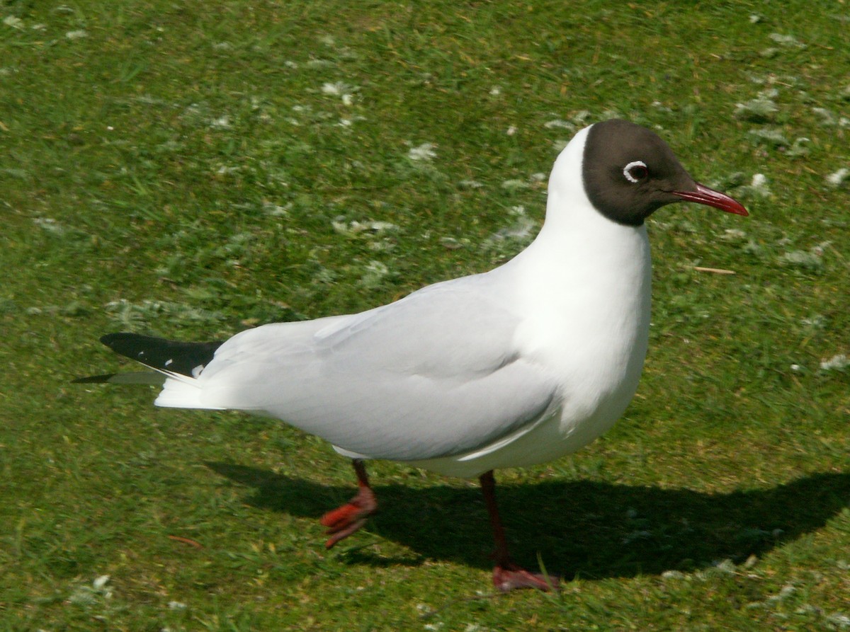 Black-headed Gull - AlDeb Casanova