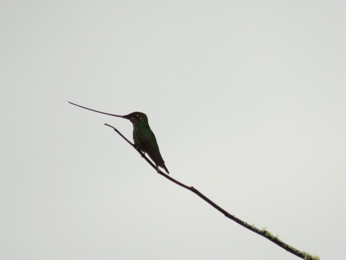 Sword-billed Hummingbird - Brayan Coral Jaramillo