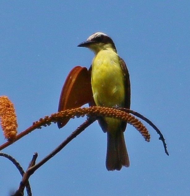 Yellow-throated Flycatcher - Margareta Wieser
