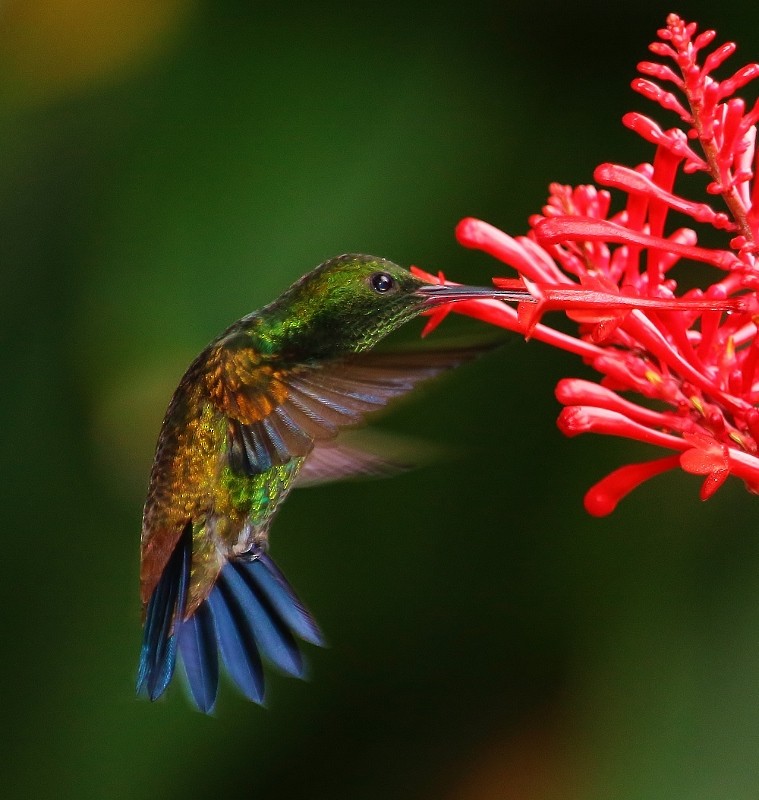 kolibřík měděnořitý - ML205458641