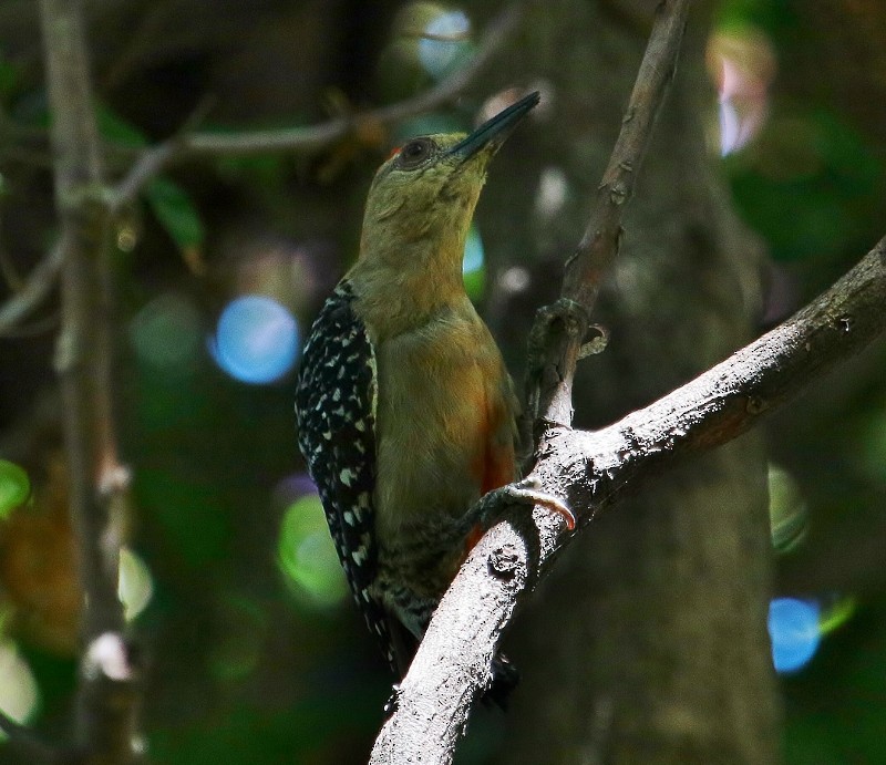 Red-crowned Woodpecker - ML205458821